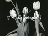 BWW-041 - Tulip Still Life #1