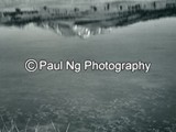 BWW-044 - Electric Peak Reflections, Swan Lake, Yellowstone