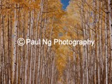 CWY-013 - Aspen Alley