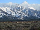 CWY-033 - ElkHherd and the Teton Range