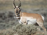 CWY-035 - Wyoming Red Desert's Antelope