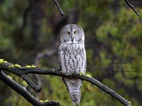 CWY-006-Great Grey Owl Yellowsstone #1