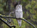 CWY-010 Great Grey Owl Yellowstone