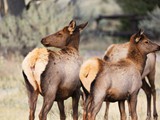 CWY-031-Young cow elk in Yellowstone